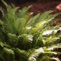 _DSC7896